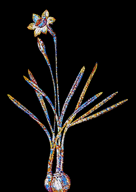 Stained Glass Narcissus