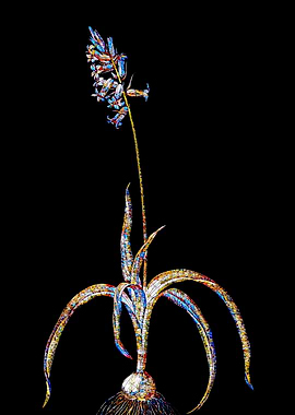 Prismatic Mosaic Botanical