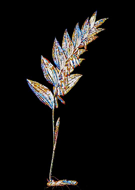 Stained Glass Botanical