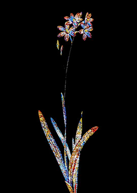 Prismatic Mosaic Lily