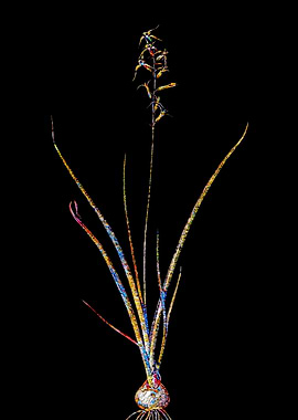 Stained Glass Botanical