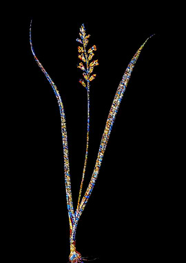Stained Glass Botanical