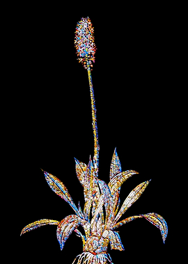 Prismatic Mosaic Botanical