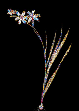 Prismatic Mosaic Gladiolus