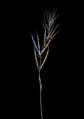 Rainbow Mosaic Flower Art