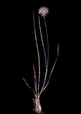 Stained Glass Amaryllis