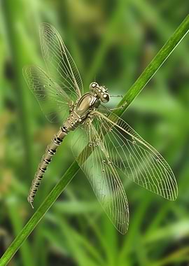 dragonfly2