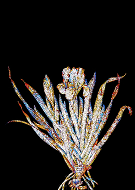 Stained Glass Iris Flower