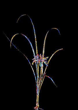 Stained Glass Iris on Noir