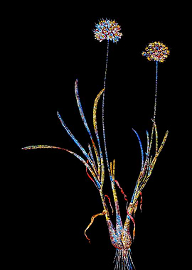 Stained Glass Amaryllis