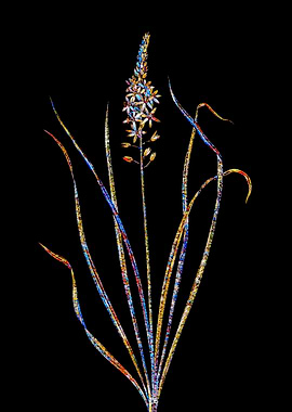 Prismatic Mosaic Botanical