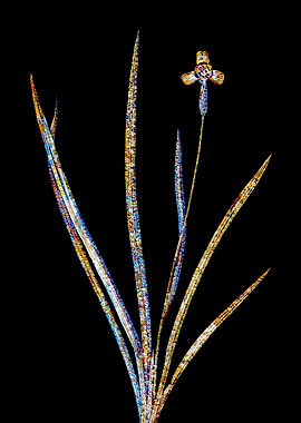 Stained Glass Iris on Noir