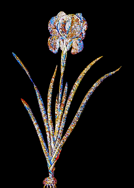 Stained Glass Iris on Noir