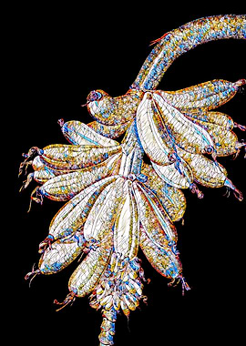 Stained Glass Botanical
