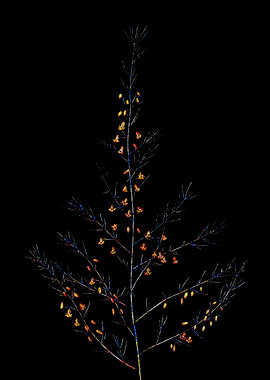 Rainbow Mosaic Flower Art