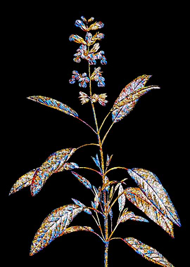 Stained Glass Botanical