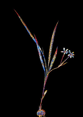 Prismatic Mosaic Gladiolus