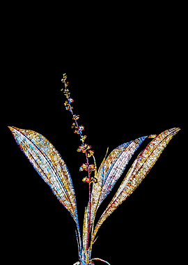Stained Glass Botanical