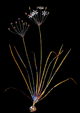 Stained Glass Amaryllis