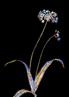 Stained Glass Amaryllis