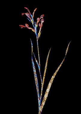 Prismatic Mosaic Gladiolus