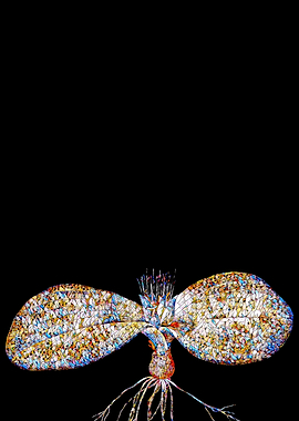 Stained Glass Botanical