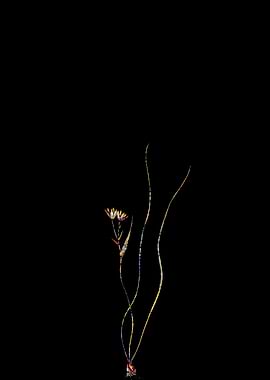 Stained Glass Botanical