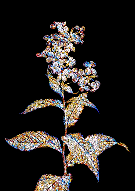 Prismatic Mosaic Botanical