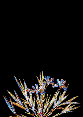 Stained Glass Iris on Noir