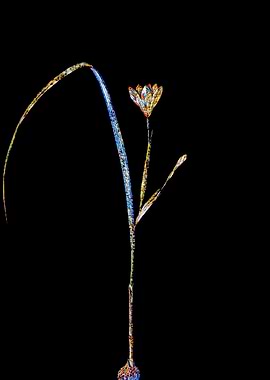 Stained Glass Tulip Flower
