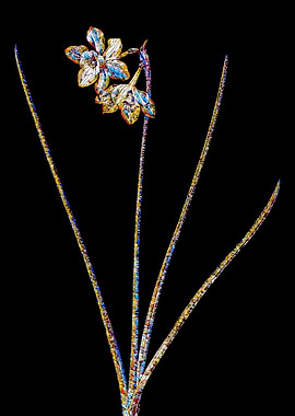 Stained Glass Narcissus