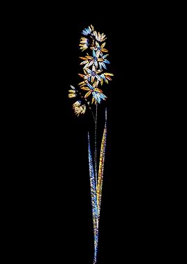 Stained Glass Ixia Flower