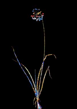 Stained Glass Botanical
