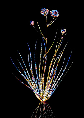 Prismatic Mosaic Lily