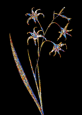 Prismatic Mosaic Gladiolus