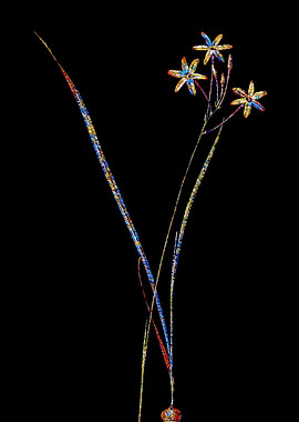 Stained Glass Ixia Flower