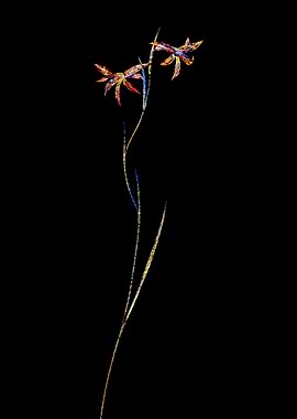 Prismatic Mosaic Gladiolus