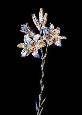 Prismatic Mosaic Lily