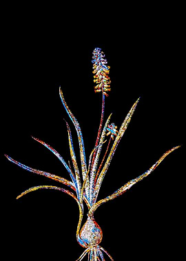 Stained Glass Botanical