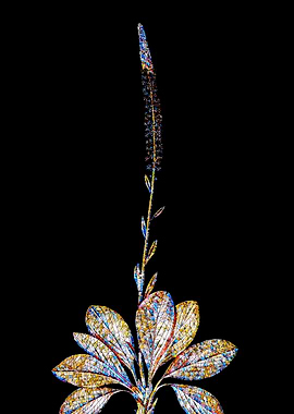 Stained Glass Botanical