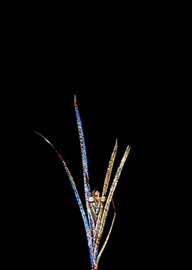 Stained Glass Iris on Noir