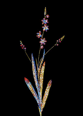 Stained Glass Ixia Flower
