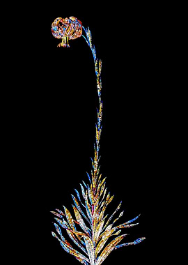 Prismatic Mosaic Lily