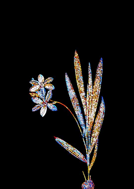 Prismatic Mosaic Gladiolus