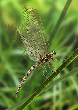 dragonfly1