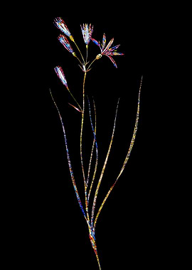 Stained Glass Amaryllis