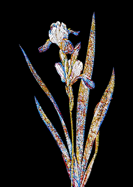 Stained Glass Iris on Noir