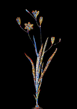 Stained Glass Ixia Flower