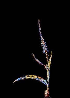 Stained Glass Ixia Flower