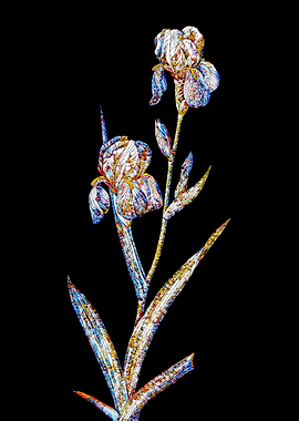 Stained Glass Iris on Noir